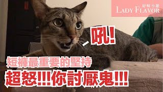 短褲最重要的堅持?【好味貓日常】EP3