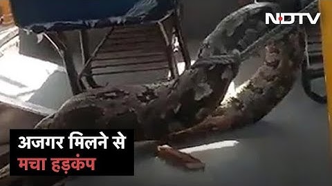 Watch: UP में School Bus में Python मिलने से मचा हड़कंप, किया गया Rescue