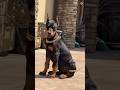 2 months to 1 year ❤️🐕 Dobarman Puppy Transformation #doglover542 #trending #ytshorts #viral #video