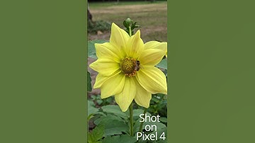 Pixel 4 camera in 2024 #pixel4