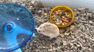Arduino - Roborovski hamster feeder