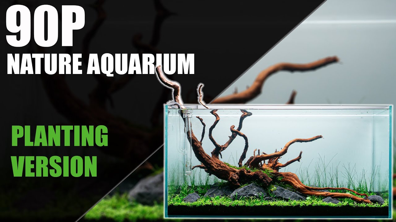 PLANTING A 90P AQUASCAPE - YouTube