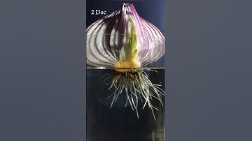 Onion growing in water #timelapse for 13 days