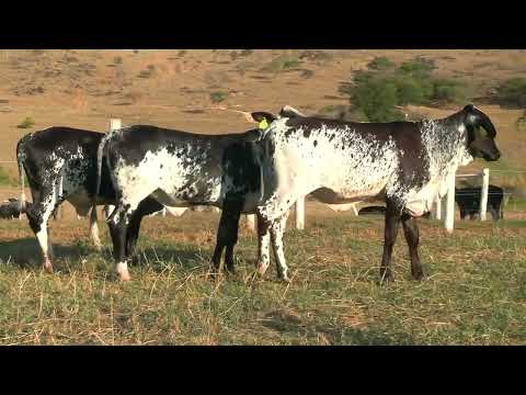 LOTE 77 • 5º LEILÃO GIROLANDO FAZENDA DIAMANTE • 855  884  848
