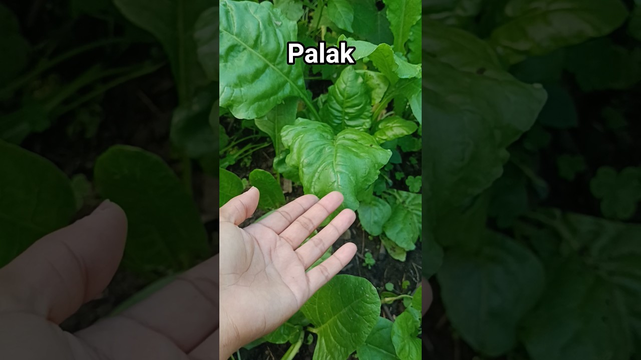 Home grown Palak 