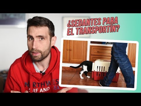 Video: Cómo Elegir Un Sedante Para Tu Gato