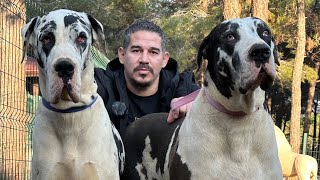 LARGEST DOG BREED ~ GREAT DANE ~ HUGE BIRD FARM by Birol Başyiğit 108,841 views 4 months ago 29 minutes