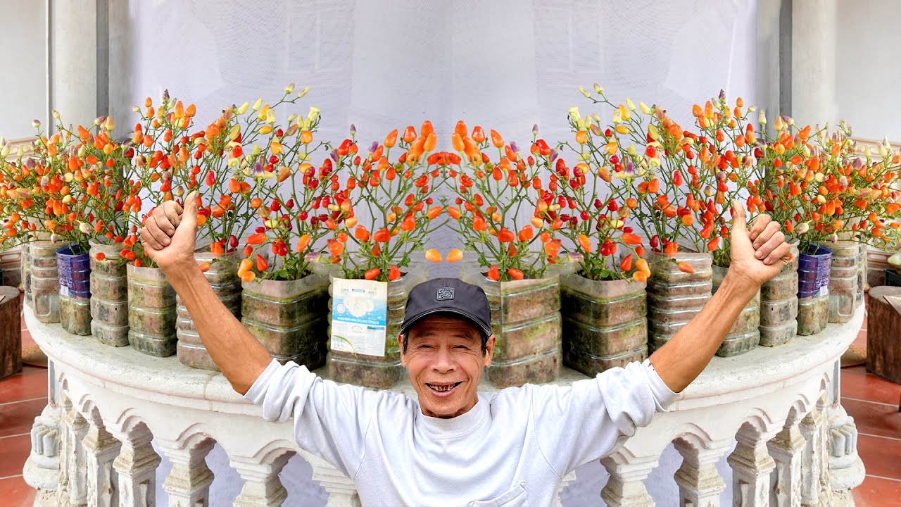 Всего один перец чили — я вырастил целый сад, не потратив ни цента!