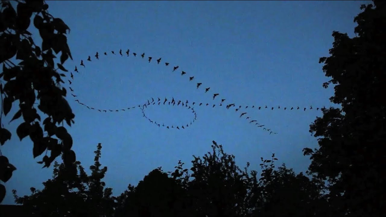 IFFR Plays Back ◀◀ Tiger Testimonial - Patrick Keiller | IFFR 2021