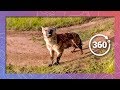 Spotted Hyena Investigates Camera | Wildlife in 360 VR