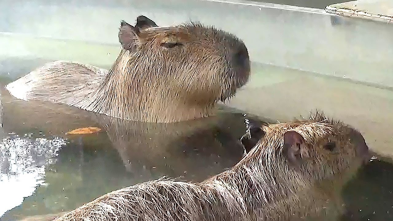 70以上 ゆ から 始まる 動物 270744ゆ から 始まる 動物 Muryojp4lcffnub