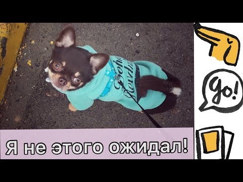 Видео: Мои разочарования в собаке (почти минусы)