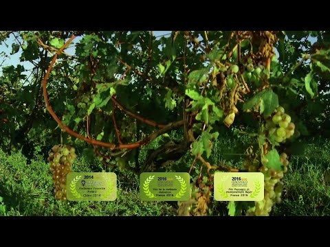 14 ოქტომბერს, 22:00 საათზე - ქართული დოკუმენტალისტიკა - „ვაზში დაკარგულები\"