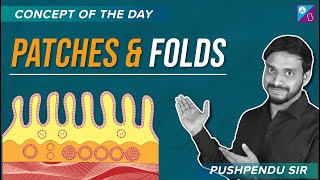 Peyer's Patches and Folds - Digestion and Absorption Class 11 Biology Concept | NEET 2023 Exam