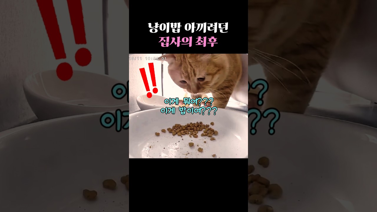냥이밥 아끼려던 집사의 최후ㅋㅋ