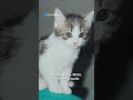 Roos komt in actie na dood vijfde kat | RTL Nieuws