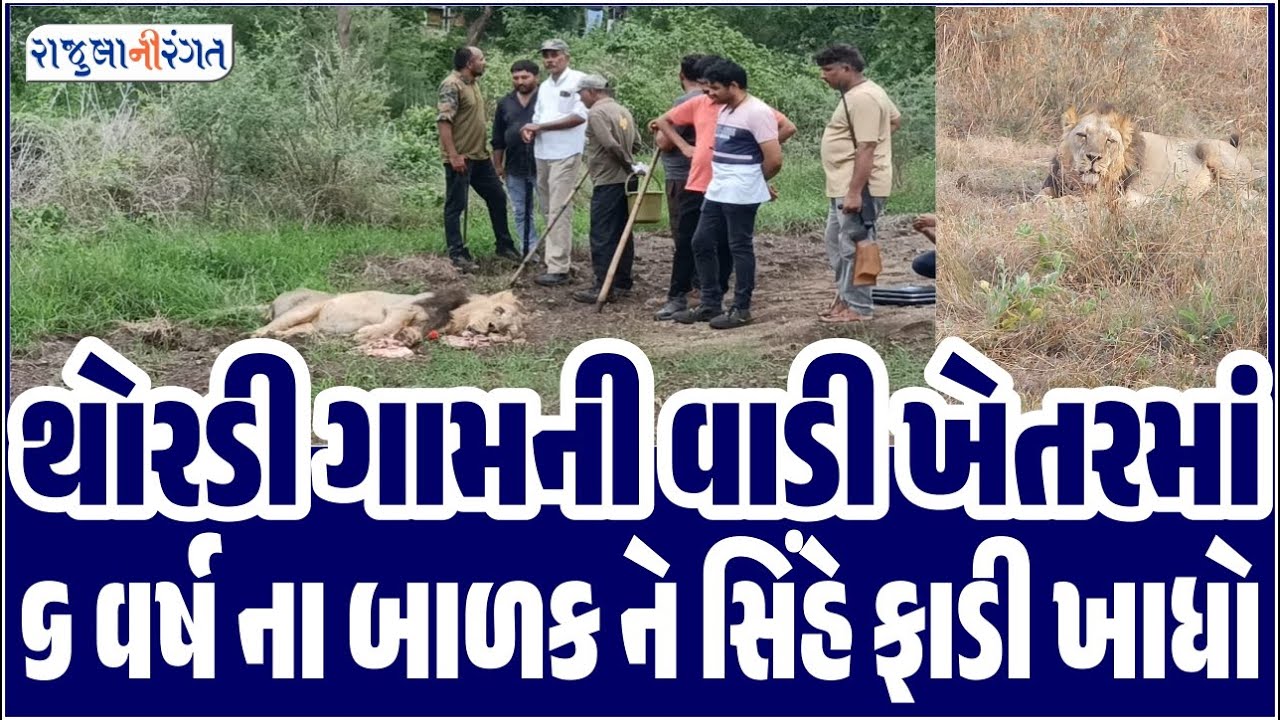 Amreli News | થોરડી ગામની વાડી ખેતરમાં 6 વર્ષ ના બા*ળક ને સિંહે ફાડી ખા*ધો #forestdepartment #live