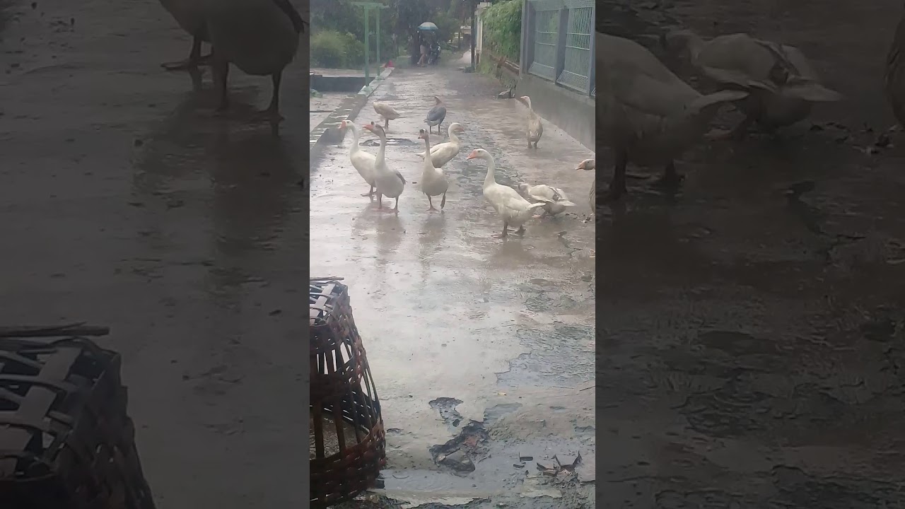 Belejar ternak angsa 
