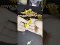 Golden Baby Dragon fresh off the plate! Link below 👇
