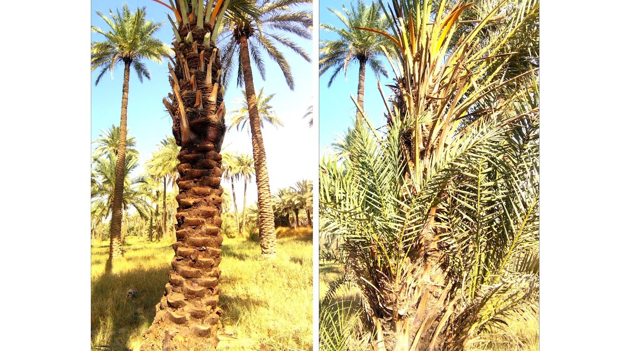 تكريب وتنضيف النخيل بأفضل طريقه 🌴