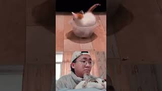 This week's funny cat reaction video #94
