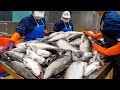 Barramundi Cutting Factory &amp; Thai Lemon Fish Making / 金目鱸魚, 泰式檸檬魚 - Food Factory