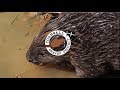 Cornwall Beaver Project: The story so far