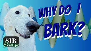 Why do Dogs Bark? | Educational Video from Sir Mayo on Why He Barks ￼