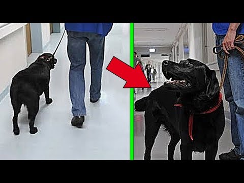 Video: How To Send A Dog To A Shelter
