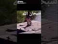 سمكة عروس البحر