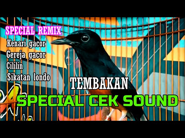 SPECIAL TEMBAKAN RAPAT MURAI BATU HUTAN LANGSUNG GACOR 100%  #muraibatugacor #asmr class=