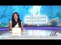 Mississippi Aquarium celebrates Father’s Day with free admission