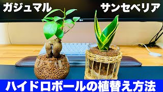 初心者 ガジュマルとサンセベリアのハイドロカルチャーに挑戦してみた ハイドロボール植替え方法 Youtube