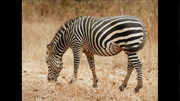 awesome Zebra video zigzag pattern