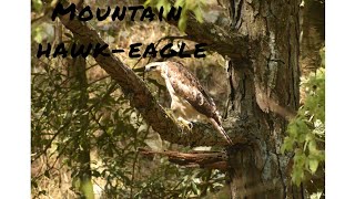 Mountain hawk-eagle in finding