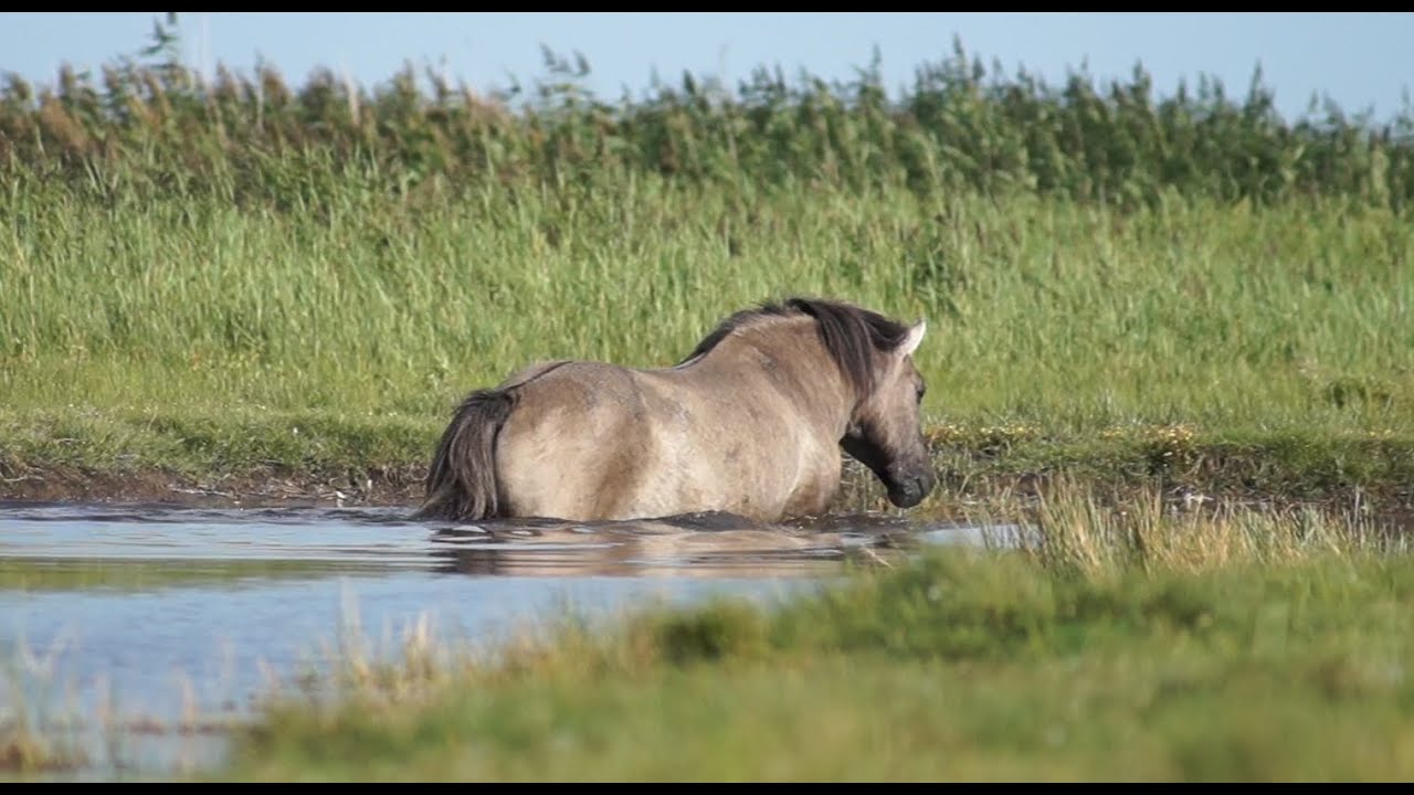 Wildhorses of Europe - Koniks at the Baltic Sea / Koniks auf der Geltinger Birk