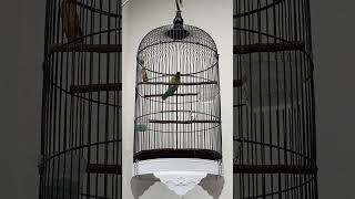 Download Lagu cucak kinoi MP3