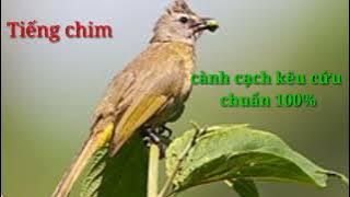 tiếng chim chào mào cành cạch kêu cứu cực chuẩn 100%