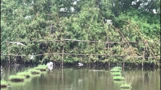 Đánh vạc t8. Lao như thiêu thân