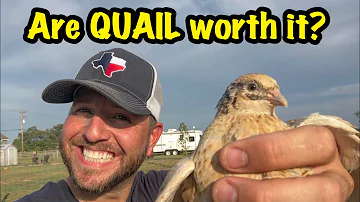 How much money can you make raising quail?