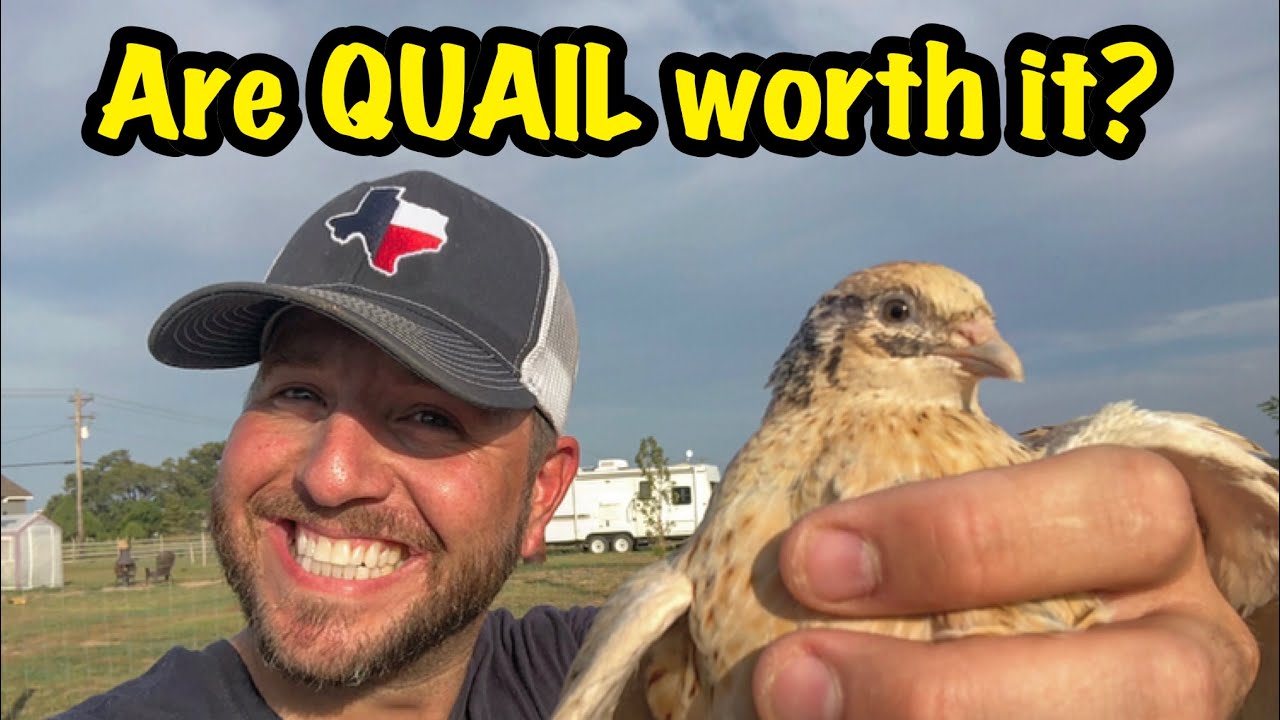 Are QUAIL worth it? YouTube
