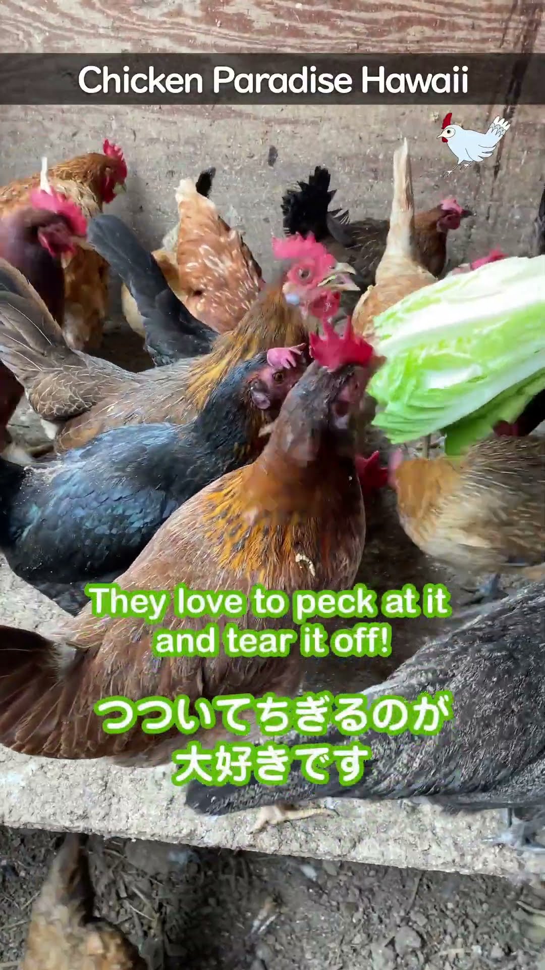 Fresh lettuce snack