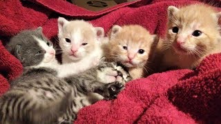 2 Wk Old Purring Roly-Poly Kittens ~ Foster Litter #23