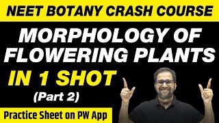 MORPHOLOGY IN FLOWERING PLANTS in One Shot (Part 2) - All Theory, Tricks & PYQs Covered | Class 11 |