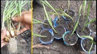 CARA MENANAM BAWANG PUTIH DI AQUA GELAS