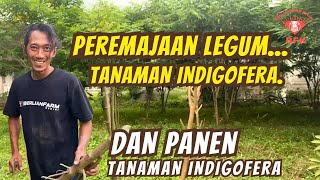 PROSES PEREMAJAAN TANAMAN INDIGOFERA DAN CARA PANEN INDIGOFERA