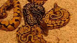 mojave bumblebee ball python