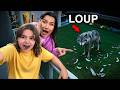 Un LOUP TERRIFIANT Attaque Notre Maison