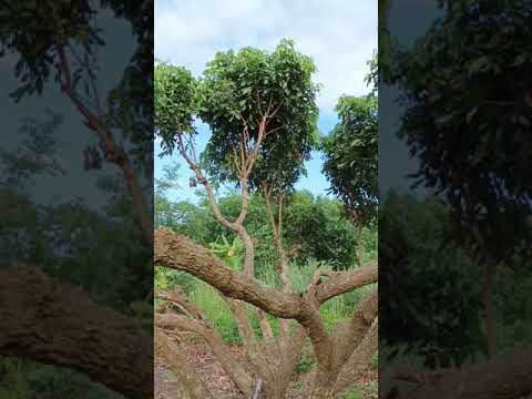 วีดีโอ: เวลาที่ดีที่สุดสำหรับการตัดแต่งต้นไม้ผล - วิธีตัดแต่งต้นไม้ผล