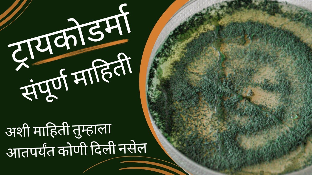 ट्रायकोडर्मा बुरशी चा वापर कसा आणि किती करावा ll Benefit of Tricodrama